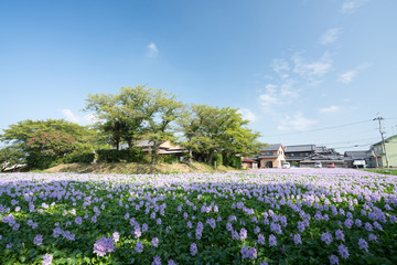 Water hyacinth at Motoyakushiji area,Kashihara,nara,japan