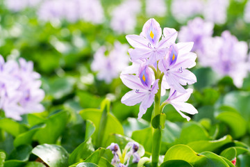 Obraz na płótnie Canvas Water hyacinth at Motoyakushiji area,Kashihara,nara,japan