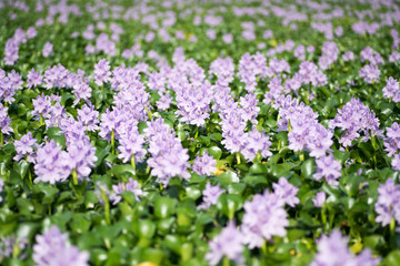 Water hyacinth at Motoyakushiji area,Kashihara,nara,japan