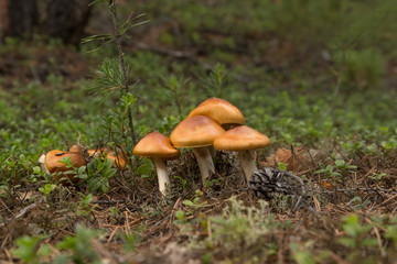 mushrooms with brown hats