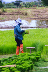 farmer preparation rice seedling to plant