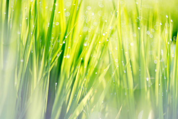 rice field,Pentacon lens Bubble bokeh