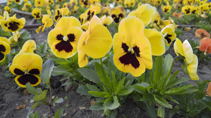 yellow flowers in garden