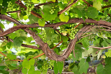 Old gnarled trellised vine with green grapes