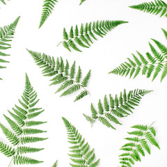 Fototapeta na wymiar fern branches pattern isolated on white background. flat lay, top view