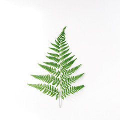 fern branch isolated on white background. flat lay, top view