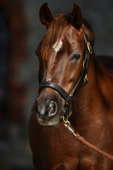 Obraz premium Ponyportrait