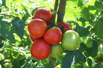  pomodori rossi su pianta nell'orto