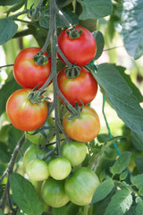  pomodori rossi su pianta nell'orto