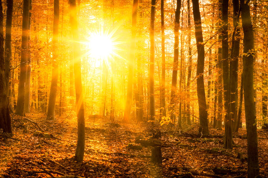 Wald im Herbst bei Sonnenschein