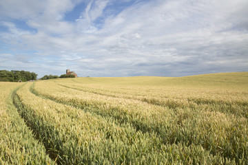 St Abbs Church and Wheat Field; Northumberland