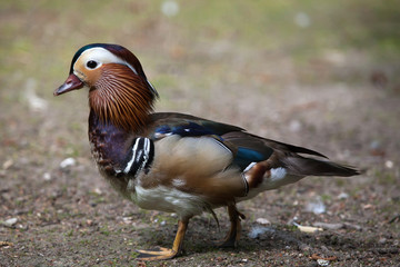 Mandarin duck (Aix galericulata).
