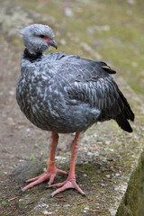 Southern screamer (Chauna torquata).