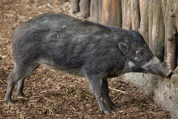 Visayan warty pig (Sus cebifrons).