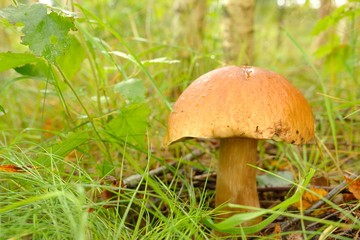 Mushrooms Bolete, fungus in wild (Boletus pinophilus)