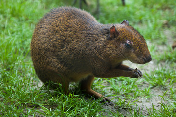 Central American agouti (Dasyprocta punctata)