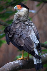Northern crested caracara (Caracara cheriway).