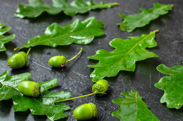 Dark background with green leaves