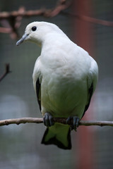 Pied imperial pigeon (Ducula bicolor).