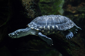 Black pond turtle (Geoclemys hamiltonii)