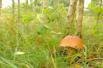 Mushrooms Bolete, fungus in wild (Boletus pinophilus)