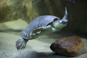 Obraz premium Pig-nosed turtle (Carettochelys insculpta)