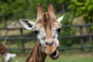Rothschild's giraffe (Giraffa camelopardalis rothschildi).