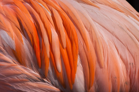 Fototapeta Caribbean flamingo (Phoenicopterus ruber)
