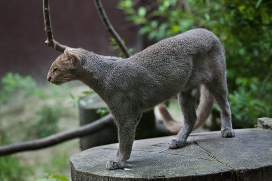 Puma hotsell jaguarundi hybrid