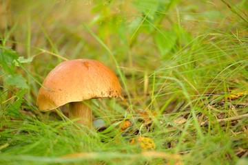 Mushrooms Bolete, fungus in wild (Boletus pinophilus)