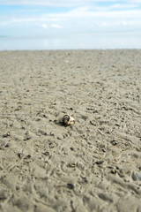 Small Shell