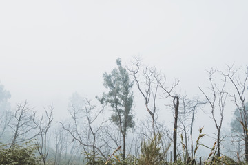 Trees in winter, with foggy dark environment