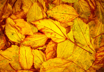 Beautiful fallen autumn leaves  background