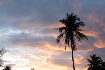 Coconut tree silhouette