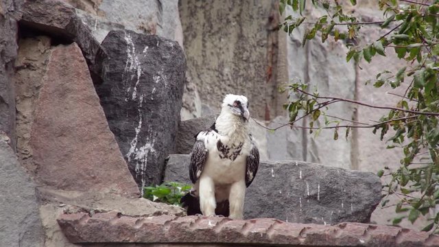 Full length portrait of bearded vulture (Gypaetus barbatus) staying and looking around against rock background.
