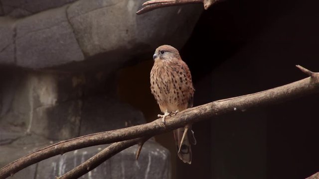 Kestrel (Falco tinnunculus) is sitting on the old tree branch and warbling
