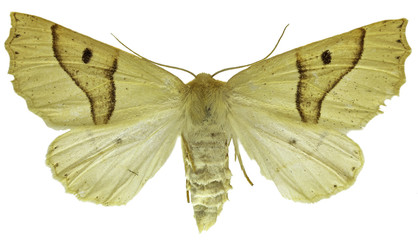 Obraz premium Scalloped Oak on white Background - Crocallis elinguaria (Linnaeus, 1758)