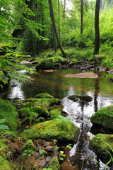 river in the czech forest
