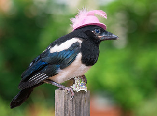 Magpie thief stealing a shine jewellery on wooden fence on green background.