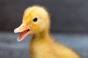 Cute little newborn fluffy duck standing on wood. Newly hatched duckling on a chicken farm.