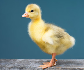 Cute little newborn gosling on dark background, standing on wood. Newly hatched gosling on a chicken farm. Nice one bird.