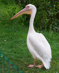 Great White Pelican is a bird in the pelican family. Big bird near the lake.