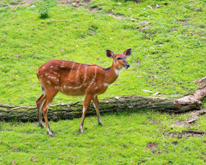 Western Sitatunga (Tragelaphus spekii gratus). Activity of young Sitatunga female antelope eating grass. Pasture of wild animal on the meadow.
