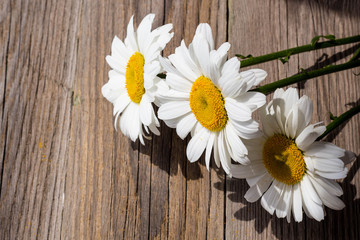 Obraz premium Chamomile flowers on a wooden