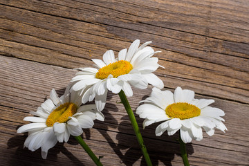 Obraz premium Chamomile flowers on a wooden