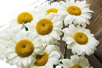 light chamomile background