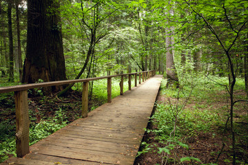 tourist path in forest