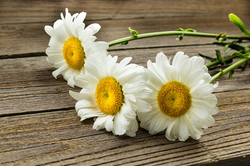 Obraz premium Chamomile flowers on a wooden