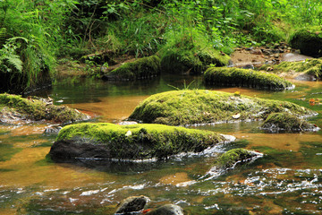 river in the czech forest