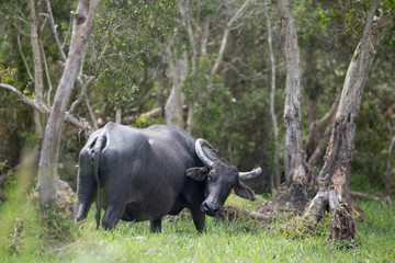 Obraz premium Buffalo grazing on a green meadow
